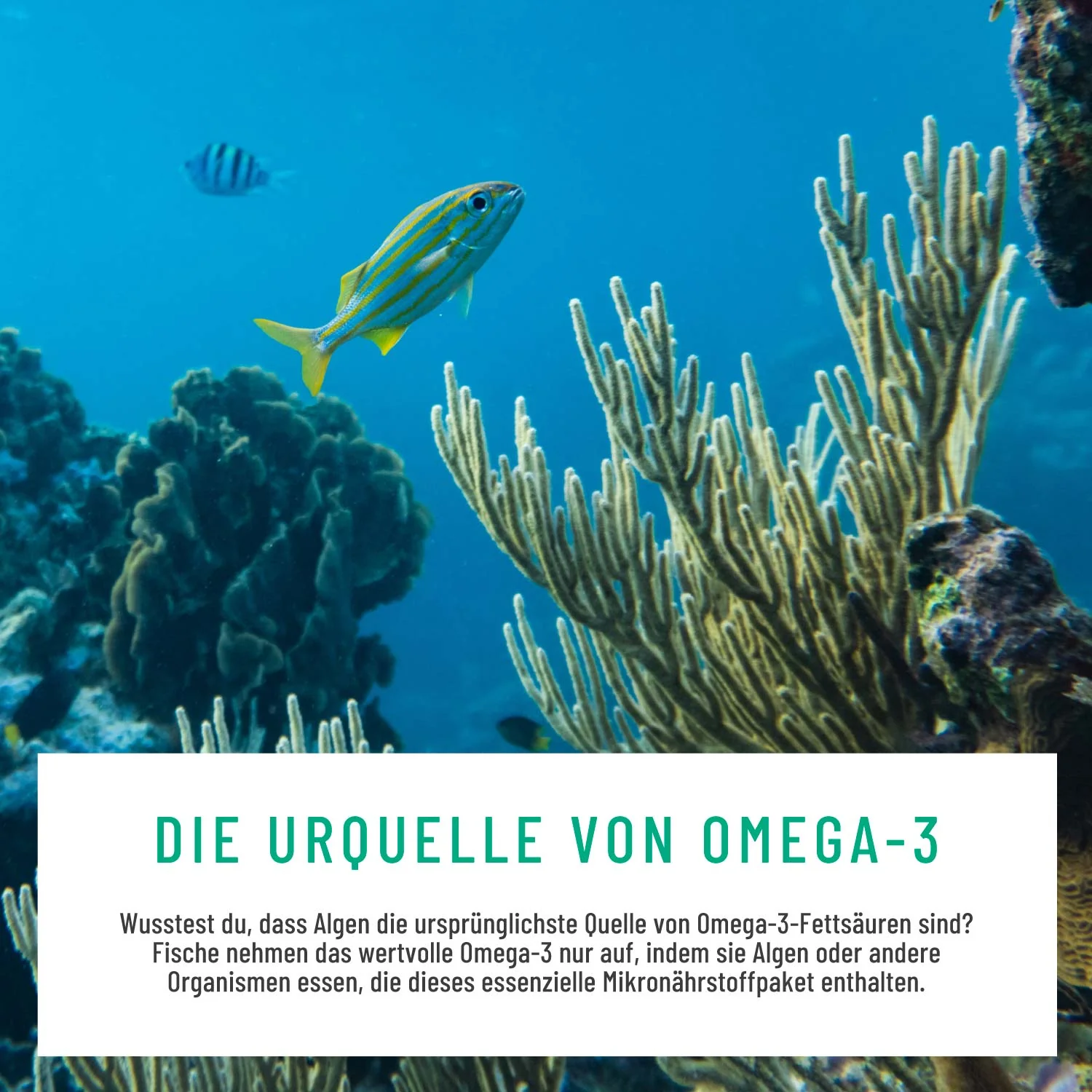 Vorschaubild 8