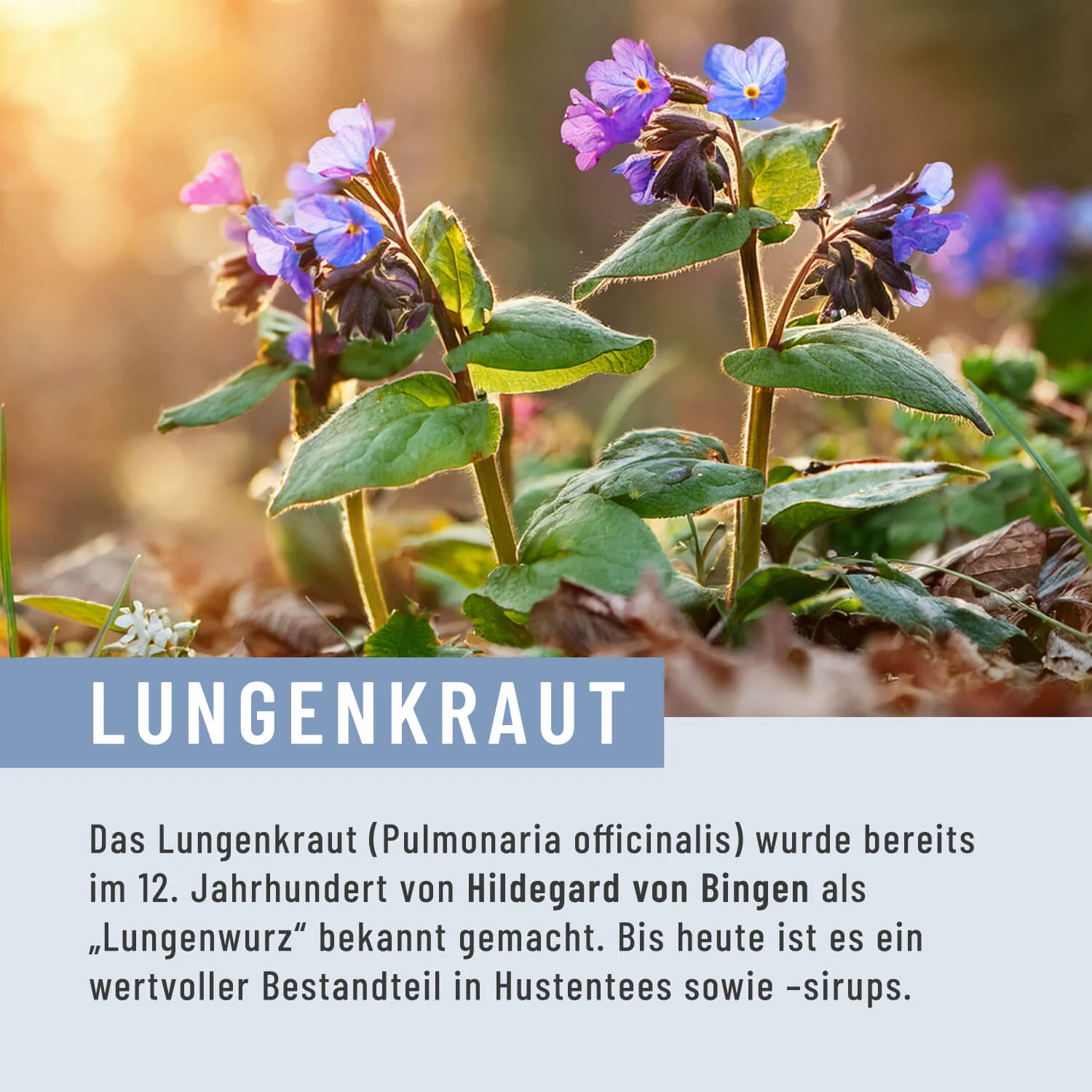 Vorschaubild 7